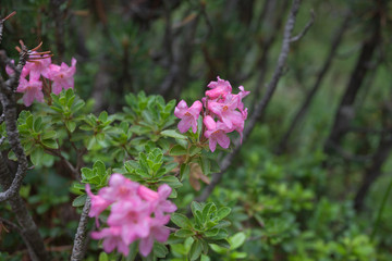 rhododendron in natural  alpine environment
