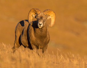 Bighorn Sheep in the Rocky Mountains