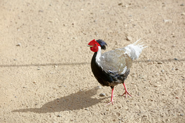 Silver Pheasant in the zoo