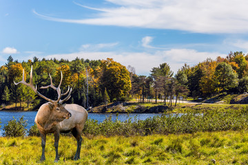 Large caribou reindeer grazes on the lake