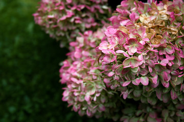 Fototapeta premium strawberry pink hydrangea in full bloom