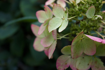 strawberry pink hydrangea in full bloom