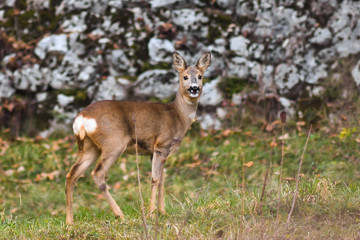 Capriolo (Capreolus capreolus) in primo piano