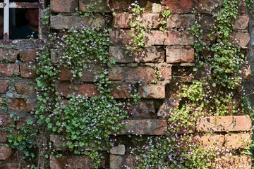 Old brown brick wall is overgrown with flowers