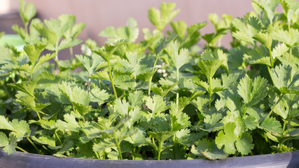 Coriander