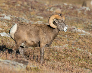 Fototapeta premium Bighorn Sheep in the Rocky Mountains
