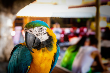 Ara ararauna - green yellow Parrot in street backgrounds