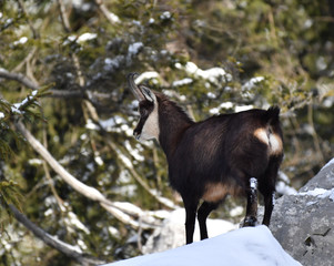 G&auml;mse im Winterfell