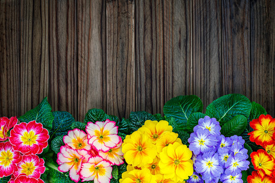 Spring Easter backdrop with primula primrose flowers. Colorful primula flowers on wooden background, greeting easter card, text place. Primula vulgaris blossom border frame background, copy space. 