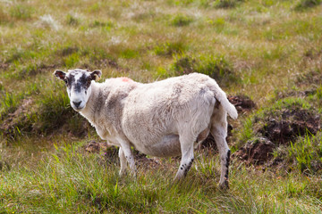 Sheep grazing in tall grass in Wild Donegal