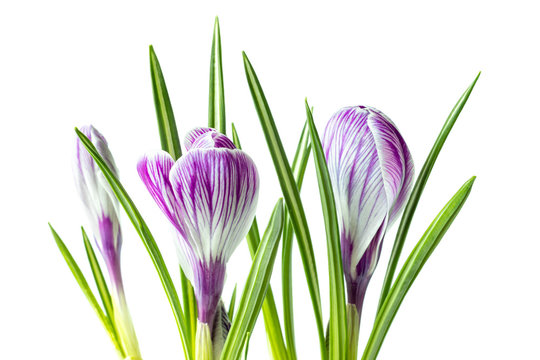 Large crocus Crocus sativus C. vernus flowers with purple streaks for postcards, greetings for Mother's Day, Valentine's Day. Isolated on white background