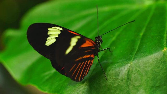 Doris Longwing Butterfly