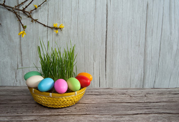 Easter composition. A branch of blooming forsythia, a basket with green grass and colorful eggs on a wooden background. Free space.