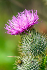 Close up of wild thistle, flower and barbs.