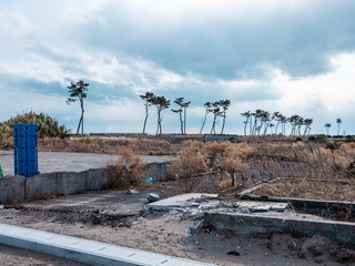 東日本大震災の被災地、荒浜地区に残っている松の木。
