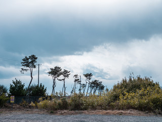 東日本大震災の被災地、荒浜地区に残っている松の木。