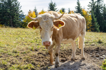 cow looking at the camera