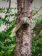 Squirrels are members of the family Sciuridae, a family that includes small or medium-size rodents. The squirrel family includes tree squirrels