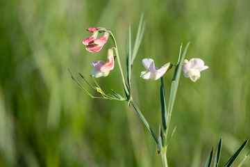 Lathyrus pannonicus - Felted vetch