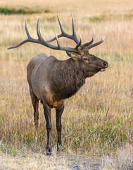 Naklejka na ściany i meble Bull Elk in Colorado