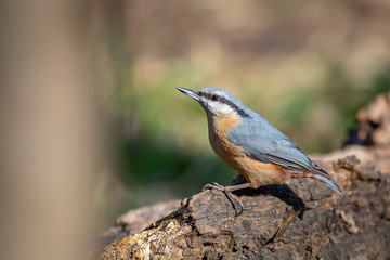 Fototapeta premium Eurasian Nuthatch - Sitta europaea