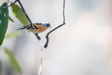 Brambling - Fringilla montifringilla