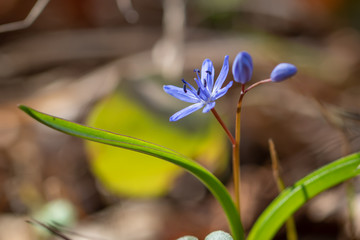 Alpine squill - Scilla bifolia