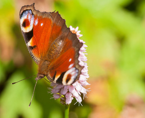 Close up shot of red admiral butterfly in bright sunlight