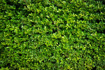 Fototapeta na wymiar Green leaf wall texture background. Nature view of green plants. Environmental freshness wallpaper concept.