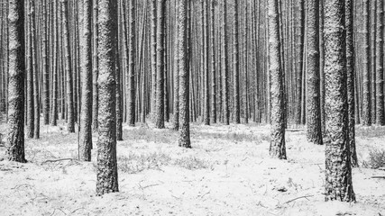 Snowy winter in forest