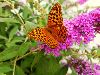 Kaisermantelschmetterling