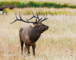 Bull Elk in the Rocky Mountains