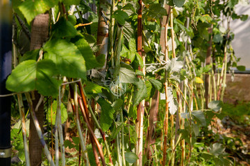 Pruning old raspberry branches before winter. Tying the plant to the supports.
