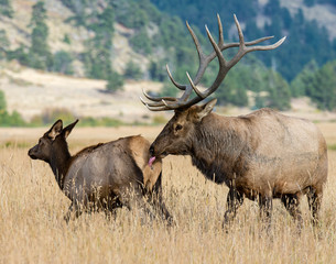 Naklejka na ściany i meble Bull Elk in the Rocky Mountains
