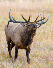 Bull Elk in the Rocky Mountains
