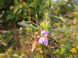 This is a Hygrophila auriculata Flower.It is called gokanta or kokilaksa in Sanskrit.It has other...