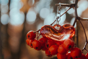 A red heart hangs on a branch of a red Rowan tree in autumn.