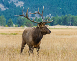 Naklejka na ściany i meble Bull Elk in the Rocky Mountains