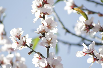 Floreciendo en primavera