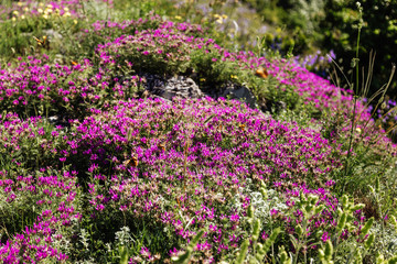 Fototapeta premium Blooming markhotsky ridge. Late spring (early summer) Gelendzhik.