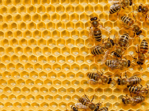 Bees Honey Comb Images – Browse 255,094 Stock Photos, Vectors, and