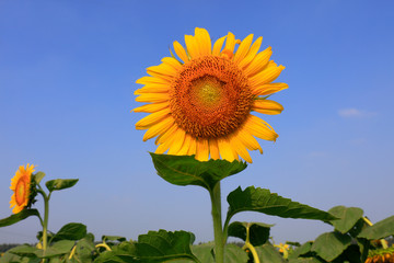 Sunflowers on a farm, China