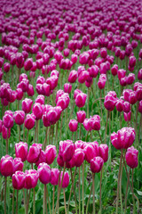 2020-02-03 PINK TULIPS FADING INTO THE BACKGROUND IN SKAGIT VALLEY WASHINGTON