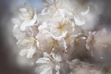 桜（ソメイヨシノ）