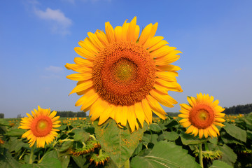 Sunflowers on a farm, China