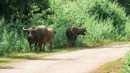 A cow on a green meadow on the mountain