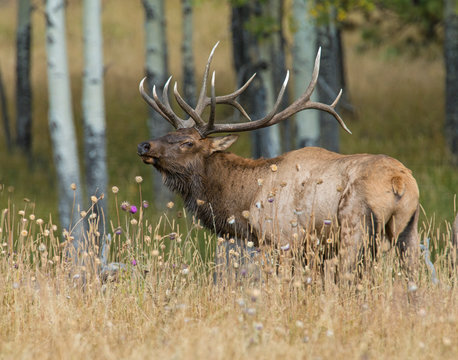 Elastic Stack ELK Elasticsearch Kibana amp Logstash