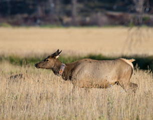 Female Elk with collar in the Rocky Mountains