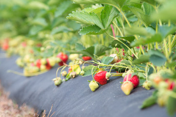 Ripe strawberries on farm. Growing strawberry using modern technologies