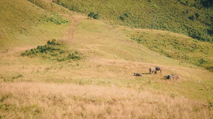 Fototapeta na wymiar A cow on a green meadow on the mountain